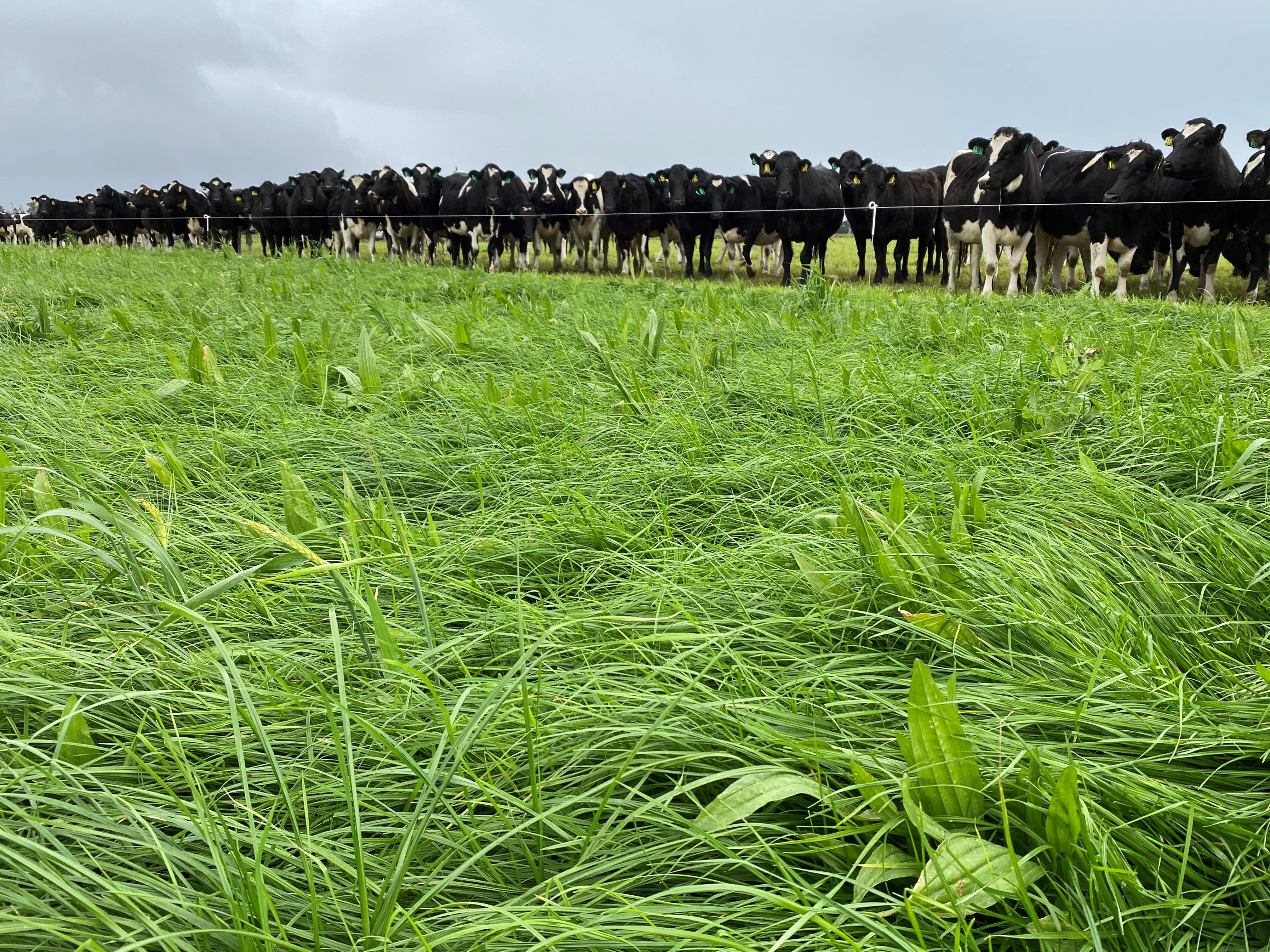 Cattle in a paddock of Ecotain and Ryegrass